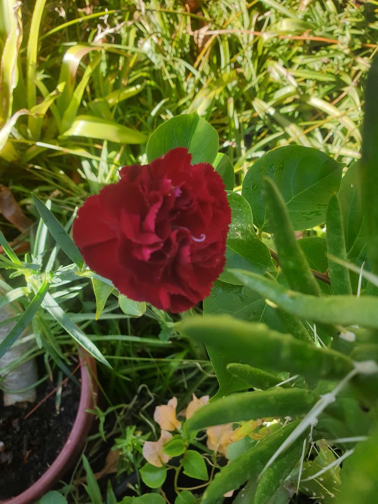 Carnation Grown from Cutting