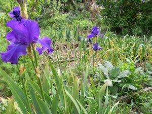 Distinction, one of Dad's '70s classicss. And my veggie garden in better days.