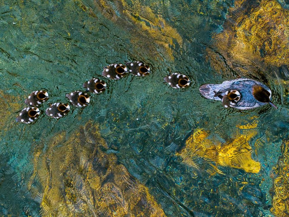 a goosander family  in Italy