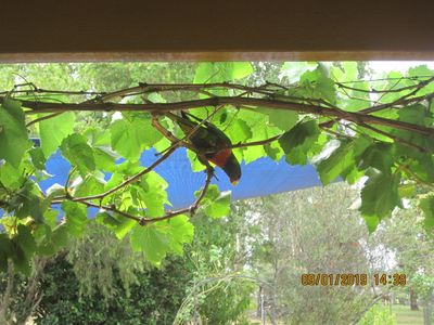 Rainbow Lorikeet enjoying a feed of Grapes