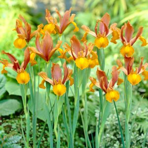 Autumn Princess Dutch Iris