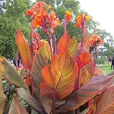 Orange tropicanna canna