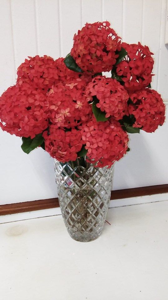 red flowers.jpg